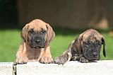 DOGUE ALLEMAND 805